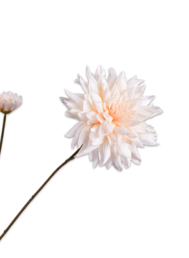 DAHLIA TAK FLAME RT