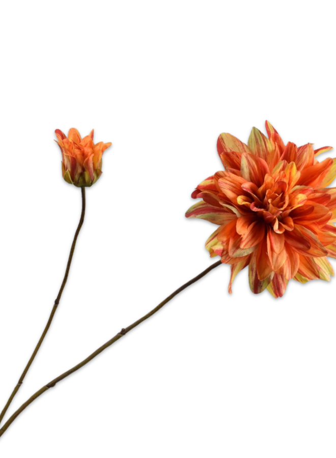 DAHLIA TAK ORA/GL 102 cm