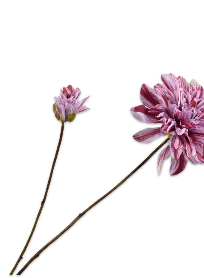 DAHLIA TAK MAUVE 102 cm