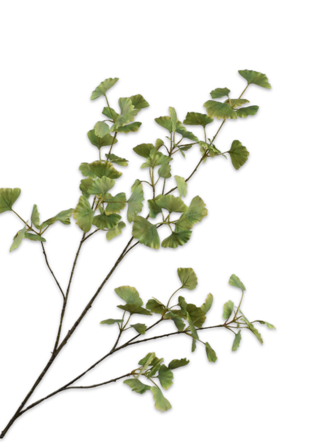 GINKGO TAK GRN LT 115 cm