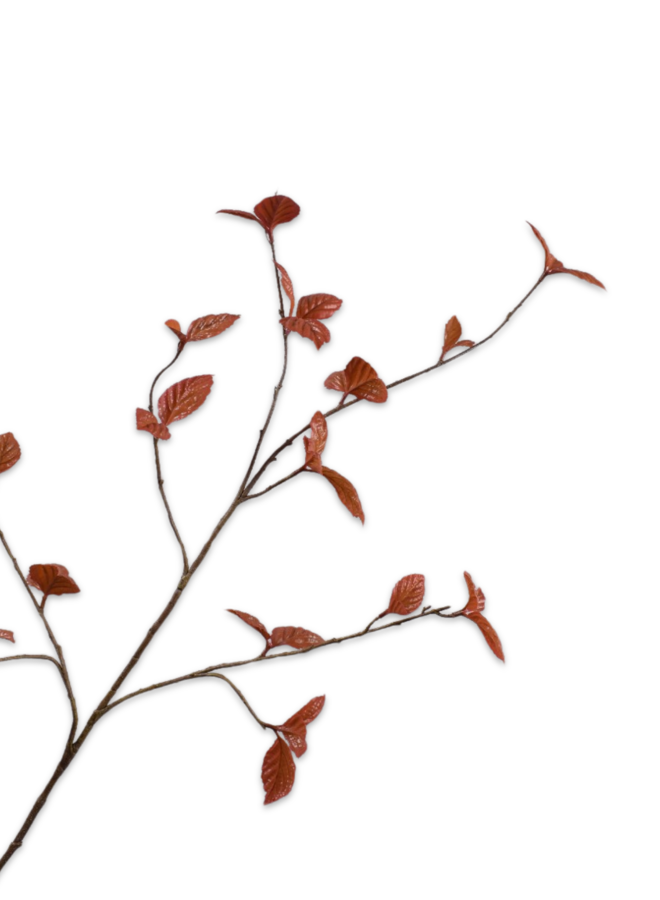 BLADTAK BRUIN 116 cm