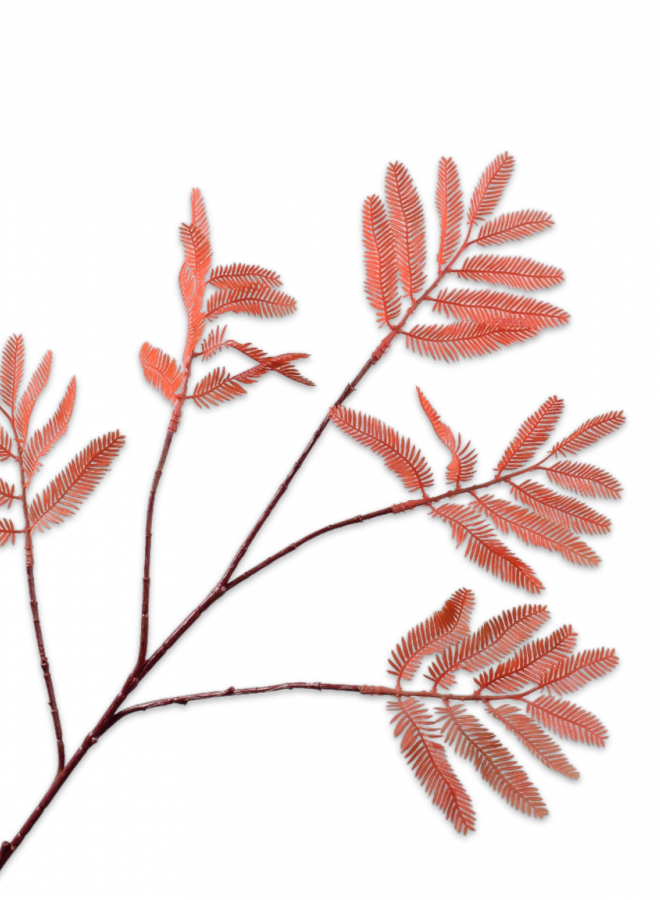 MIMOSA TAK ORANJE 83 cm