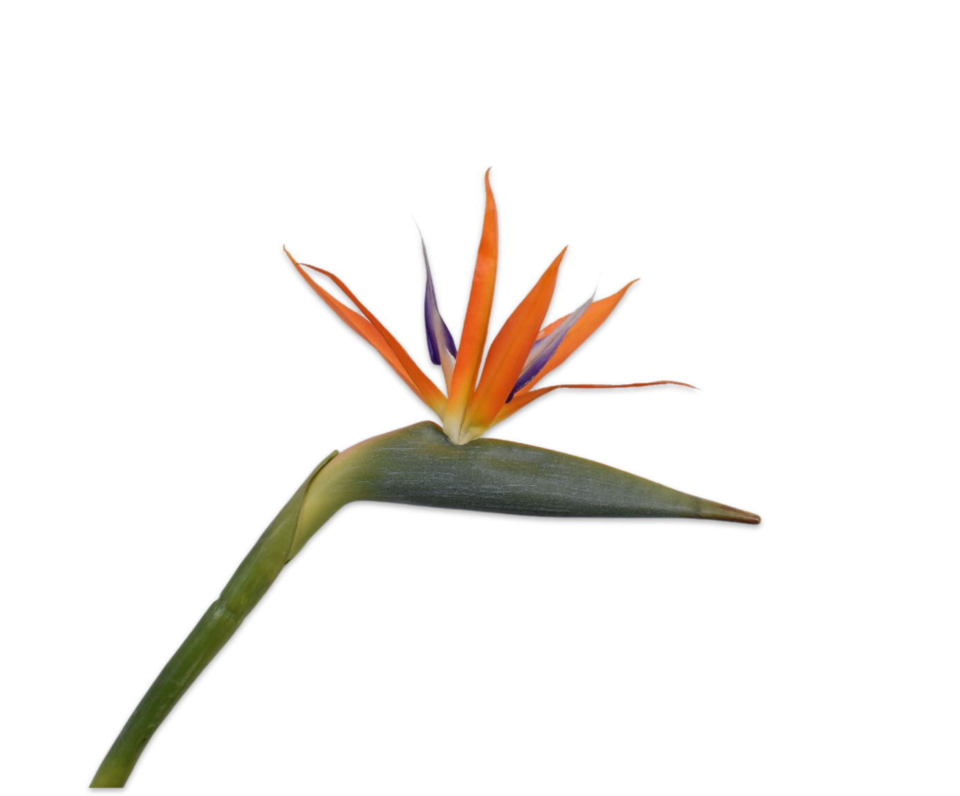 Silk-ka STRELITZIA STEEL ORANJE 95 cm - kleur&geur