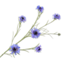 KORENBLOEM TAK BLAUW 92 cm