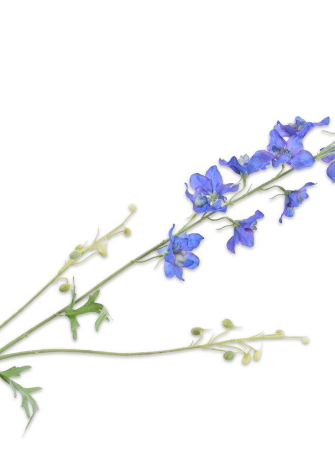 DELPHINIUM TAK BLAUW 101 cm
