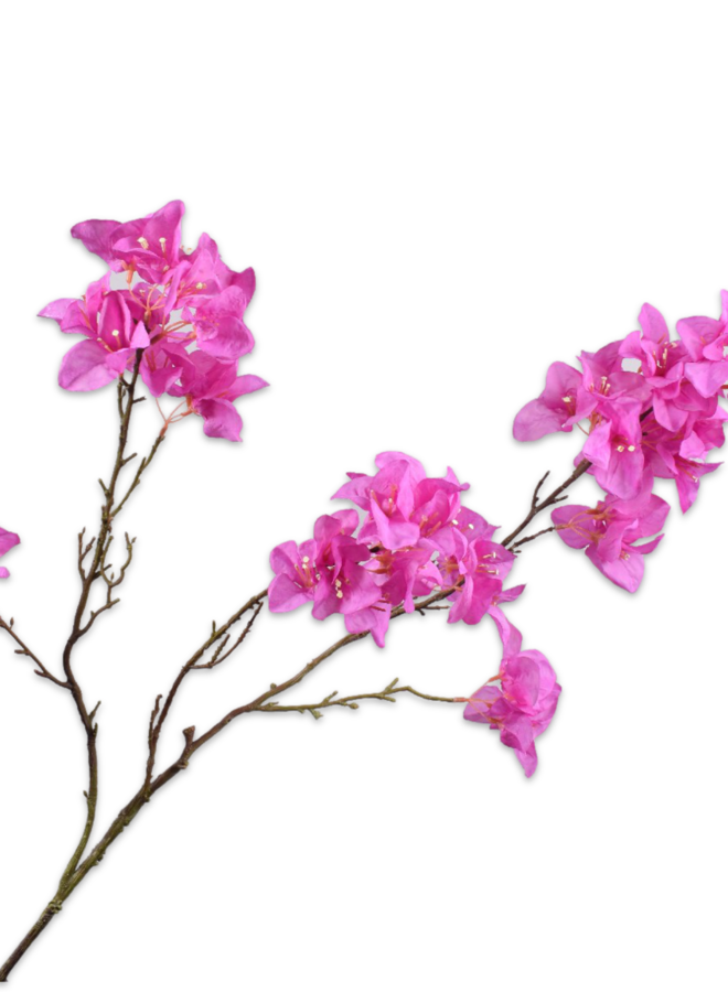 BOUGAINVILLEA TAK BEAUTY 104 cm