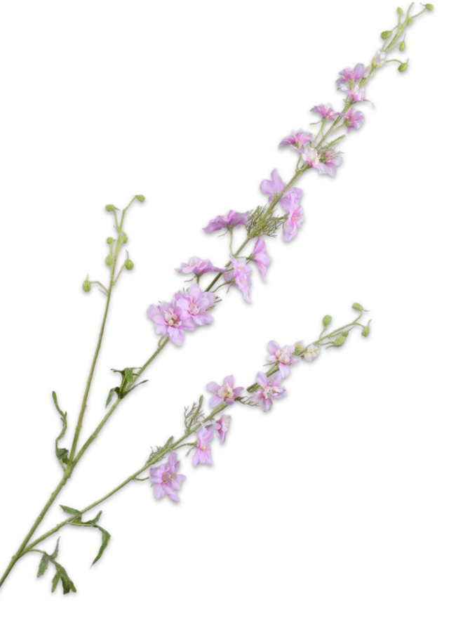DELPHINIUM TAK ROZE 122 cm
