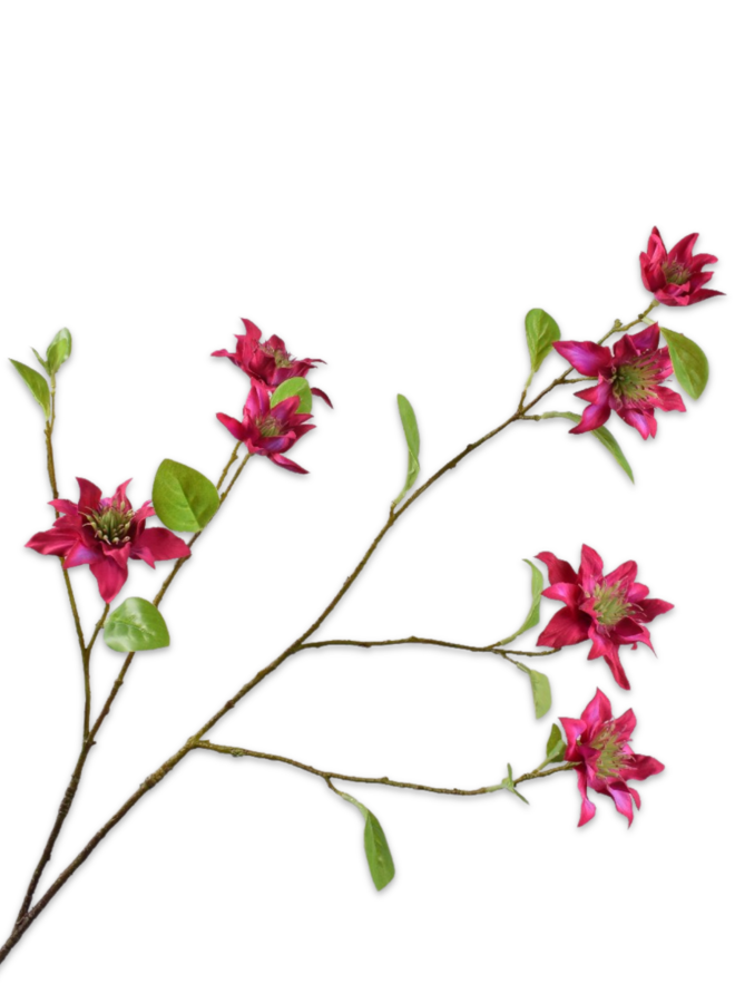 CLEMATIS TAK FUCHSIA 92 cm