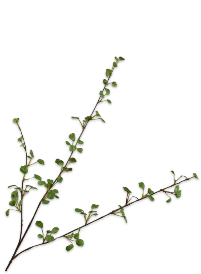 BLADTAK  GROEN 86 CM