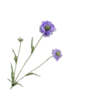 SCABIOSA TAK BLAUW 64 CM