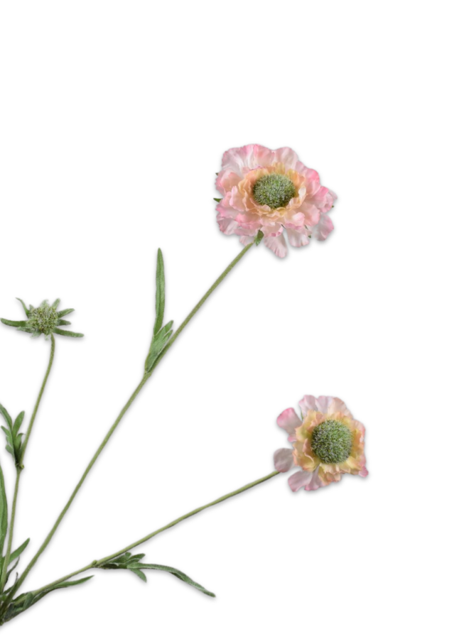 SCABIOSA TAK PERZIK RT