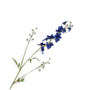 DELPHINIUM TAK BLAUW 101 CM
