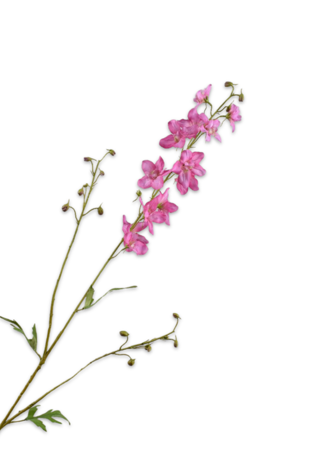 DELPHINIUM TAK ROZE 101 CM
