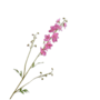 DELPHINIUM TAK ROZE 101 CM