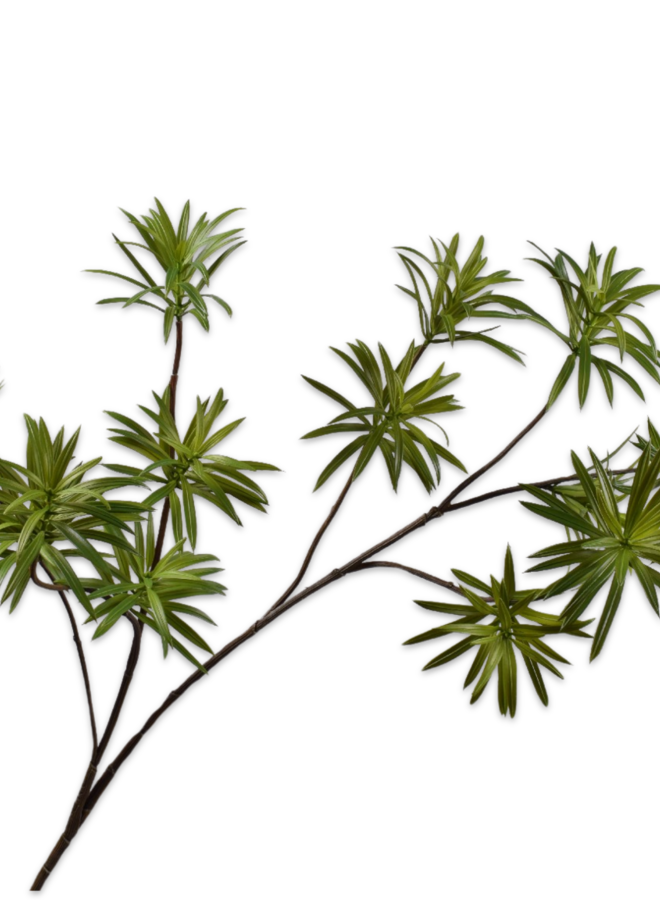 BLADTAK PODOCARPUS GROEN 109 CM