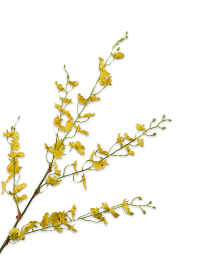 ONCIDIUM TAK GEEL