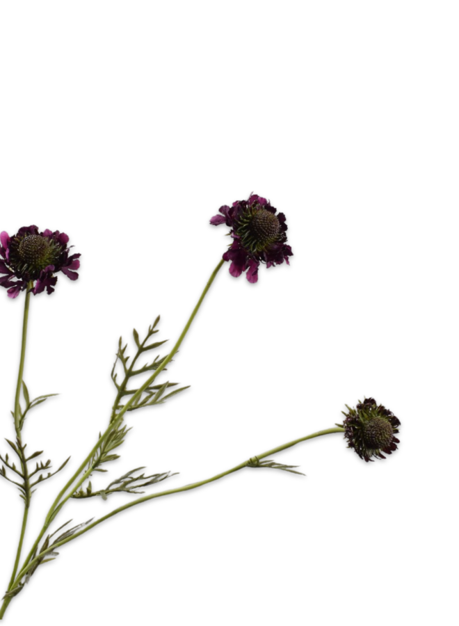 SCABIOSA TAK PAARS 64 CM