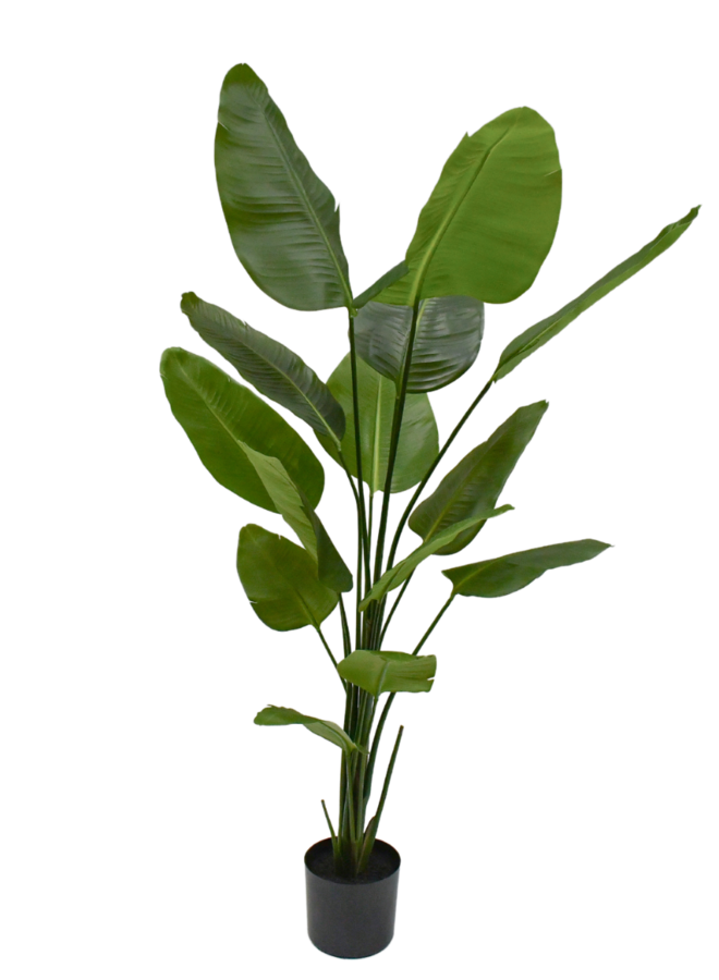 STRELITZIA PLANT 180 cm