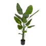 STRELITZIA PLANT GROEN 180 cm