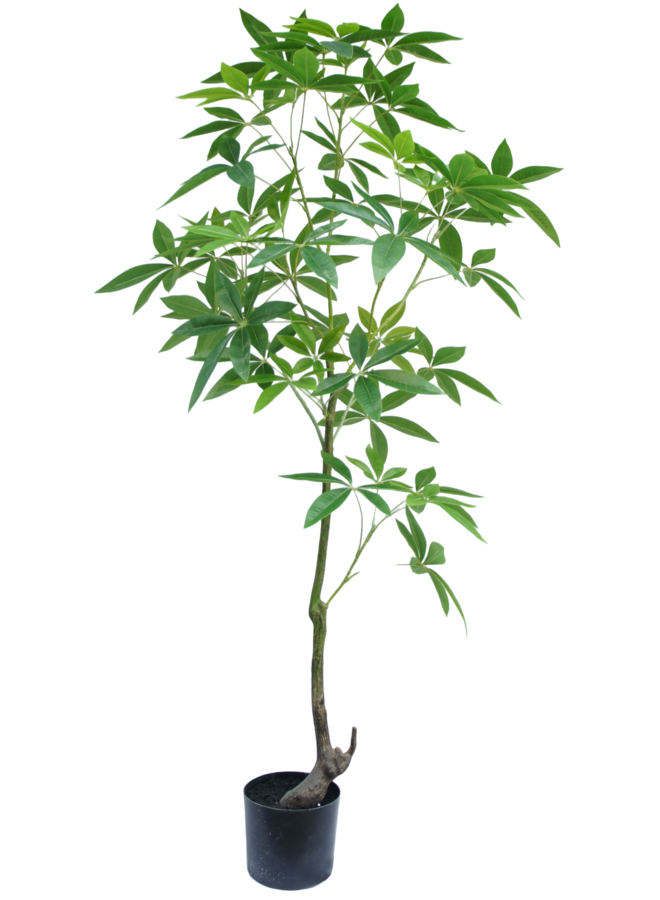 Schefflera boom 150cm