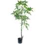 Schefflera boom 150cm