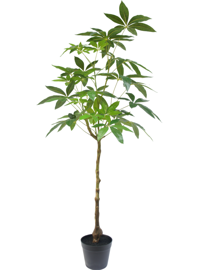 Schefflera boom 120cm