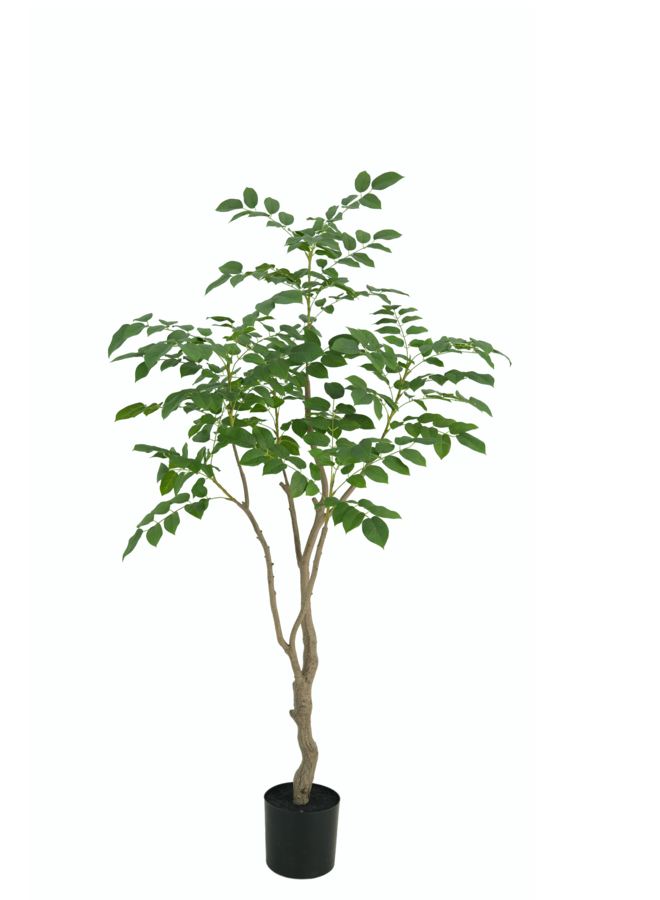 Sandalwood boom 180cm