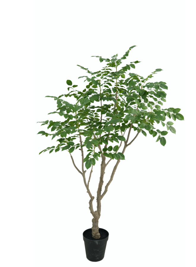 Sandalwood boom 240cm