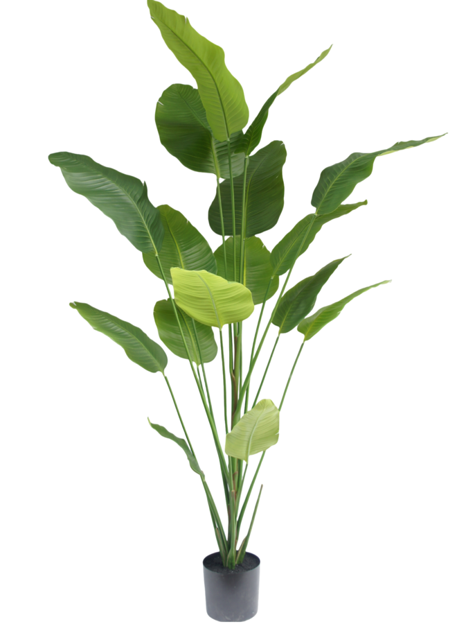 Strelitzia plant 210cm