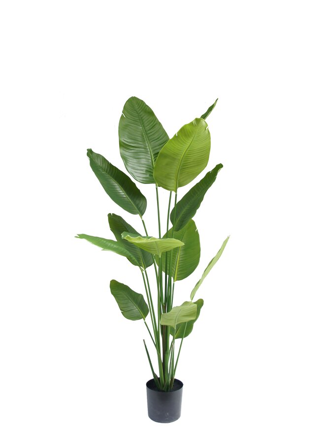 Strelitzia plant 180cm