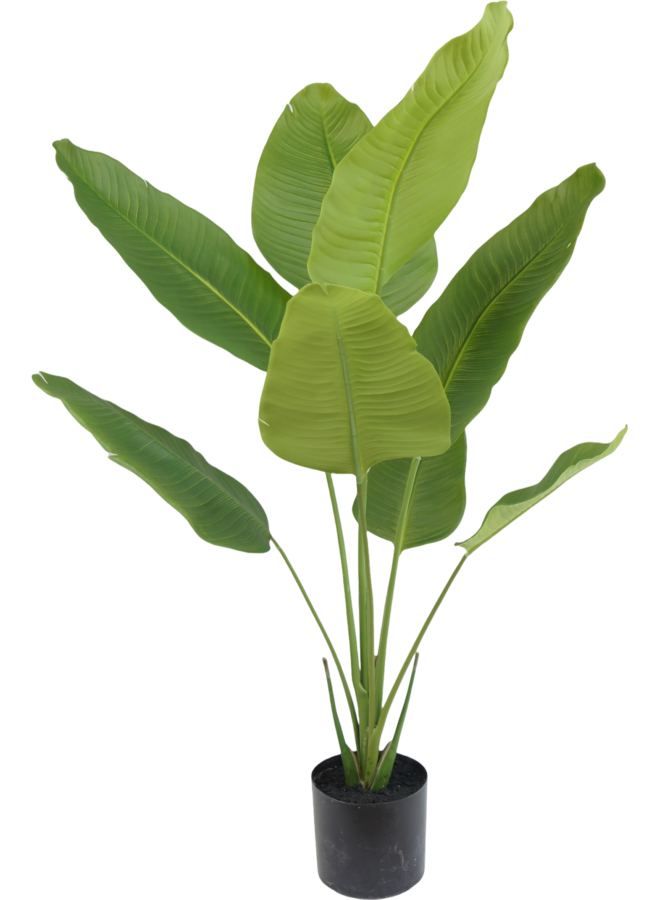 Strelitzia plant 120cm