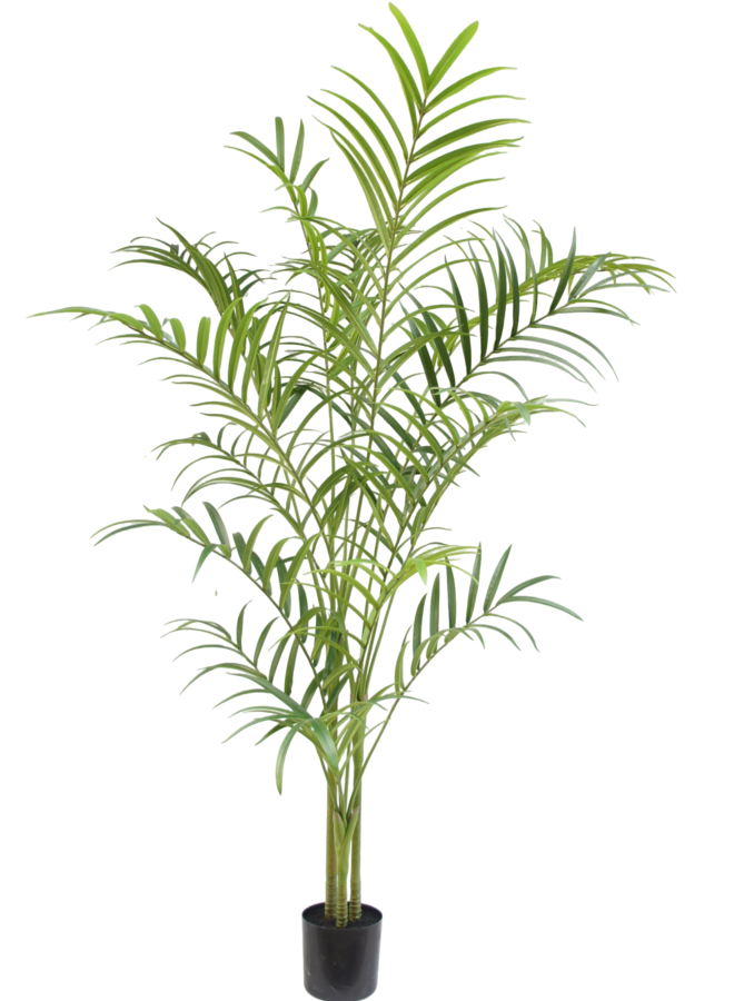 Palm plant 240cm