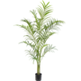 Palm plant 240cm
