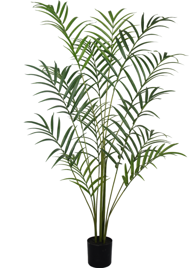 Palm plant 210cm