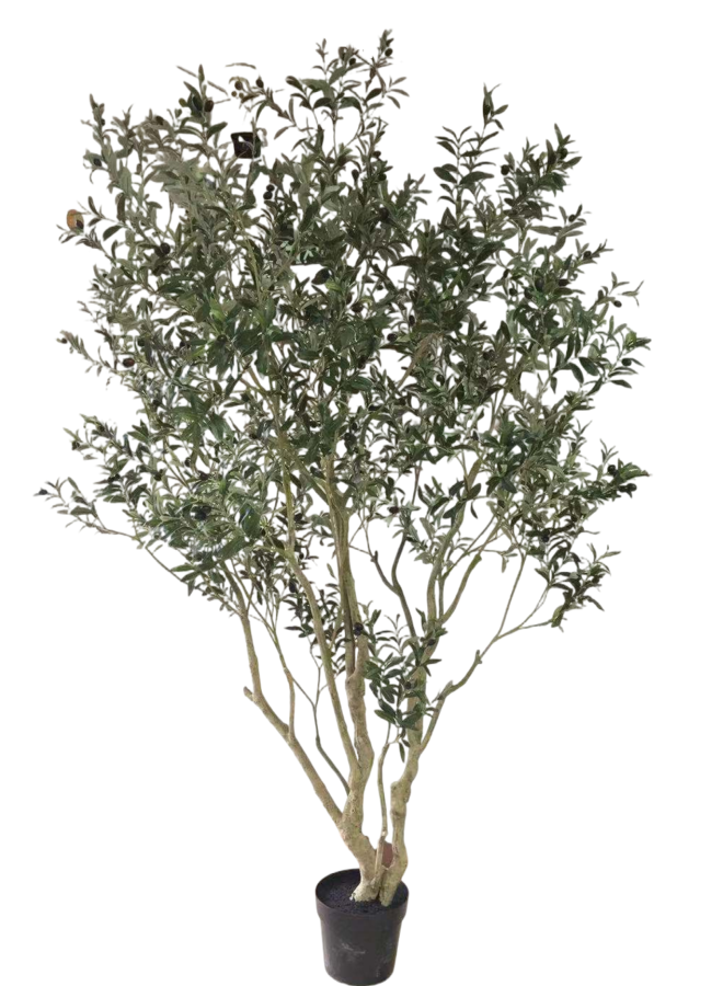 Olijf boom 260cm