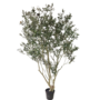 Olijf boom 260cm