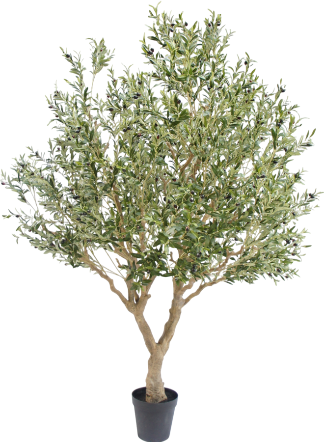 Olijf boom 250cm