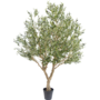 Olijf boom 250cm
