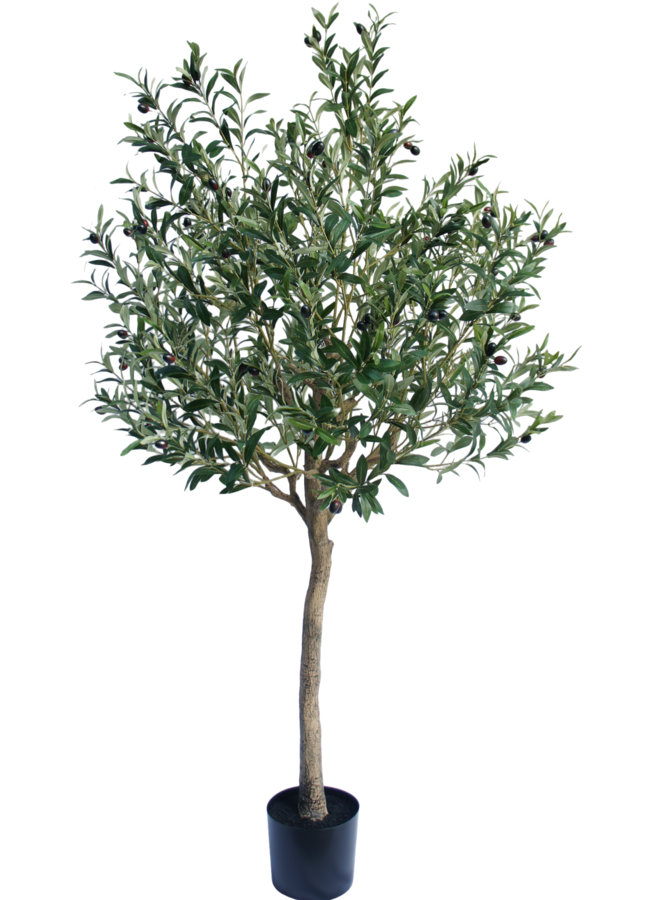 Olijf boom 180cm