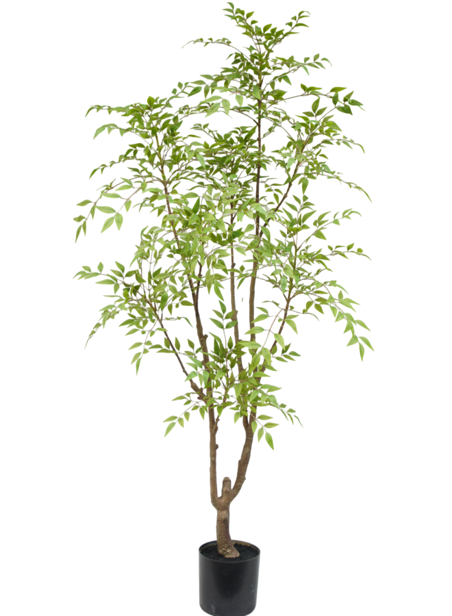 Nandina boom 180cm