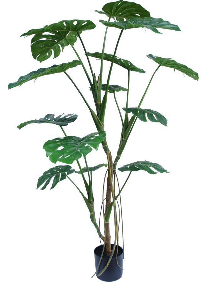 Monstera boom 180cm