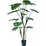 Monstera boom 180cm