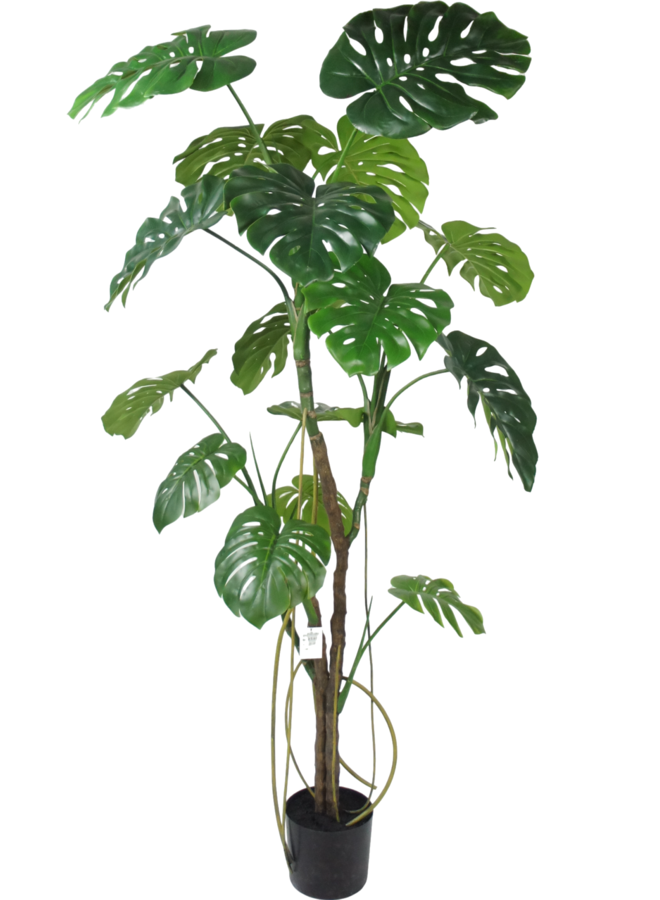 Monstera boom 150cm