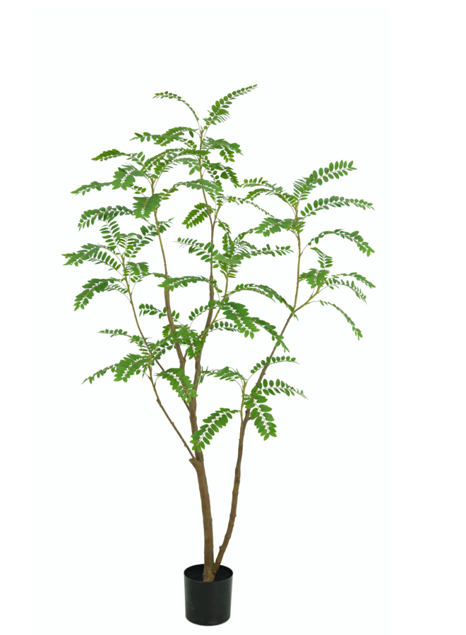 Mimosa boom 210cm