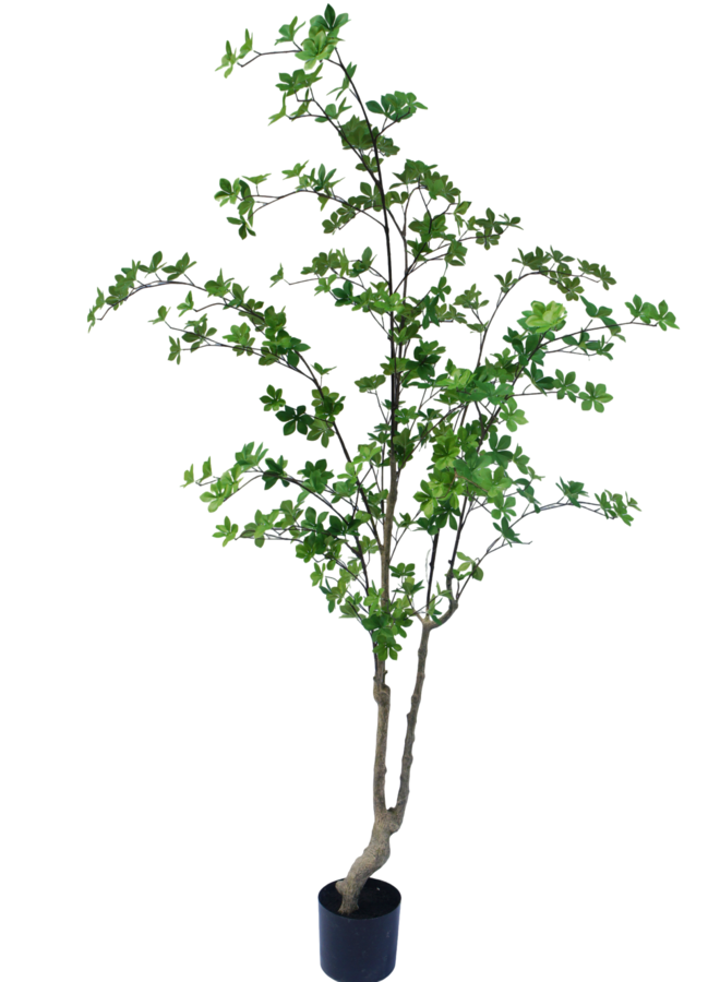 Enkianthus boom 180cm