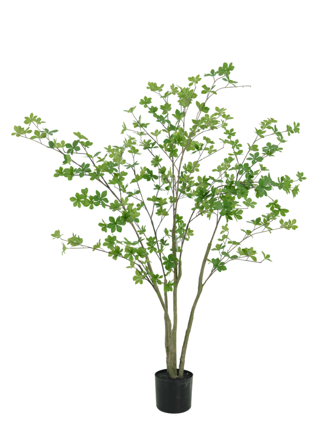 Enkianthus boom 150cm