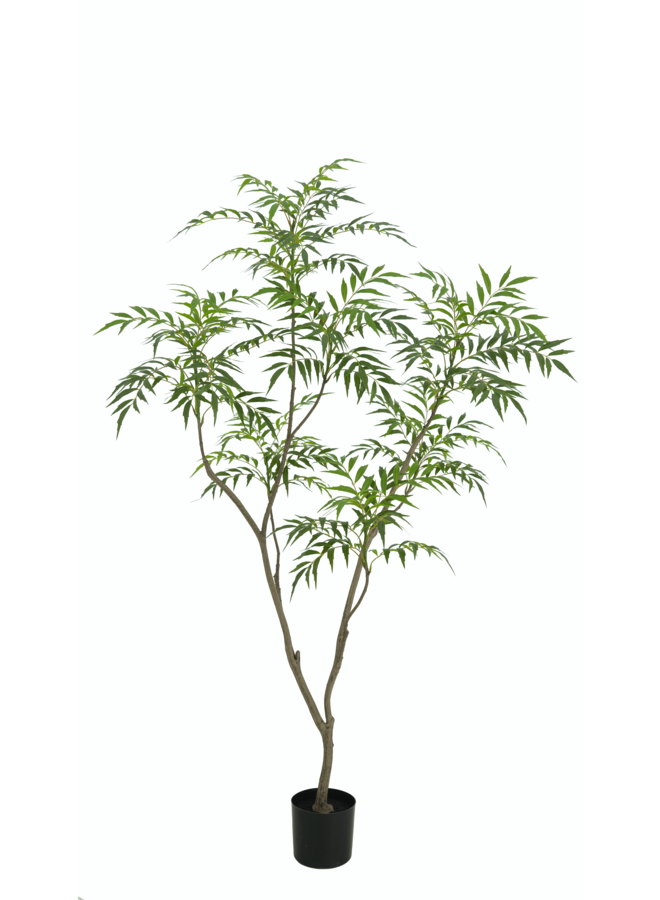 Bamboe boom 180cm