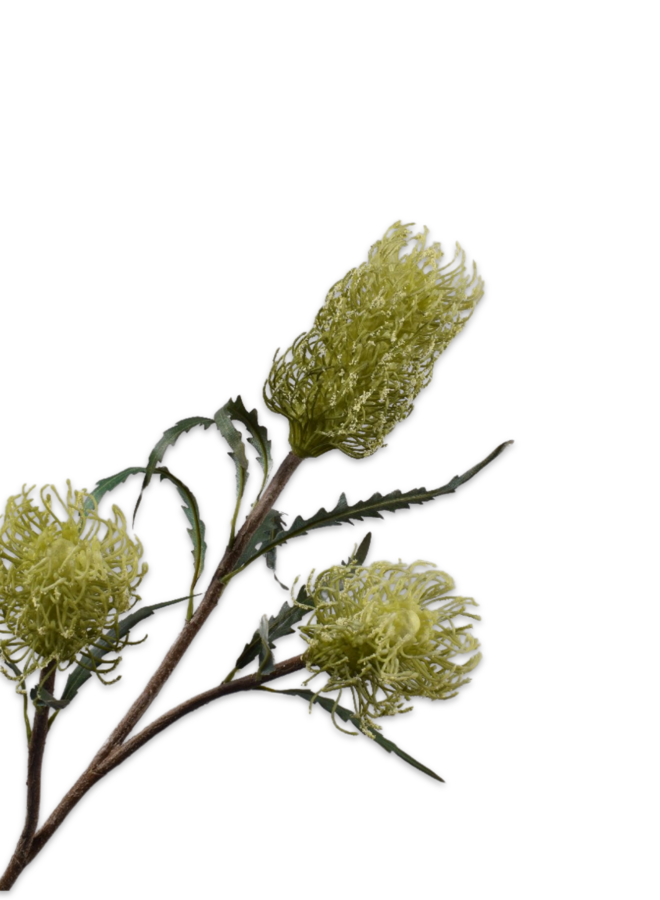 PROTEA TAK GROEN 86 cm