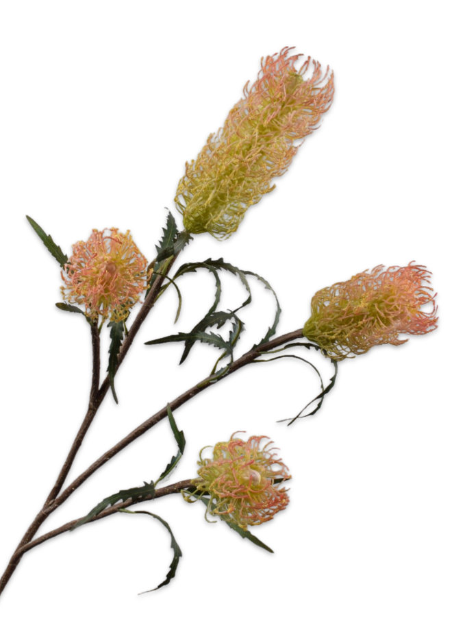 PROTEA TAK PERZIK 114 cm