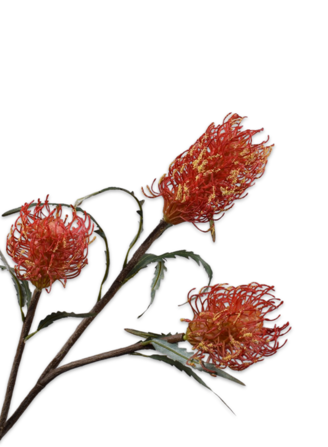 PROTEA TAK ORANJE 86 cm